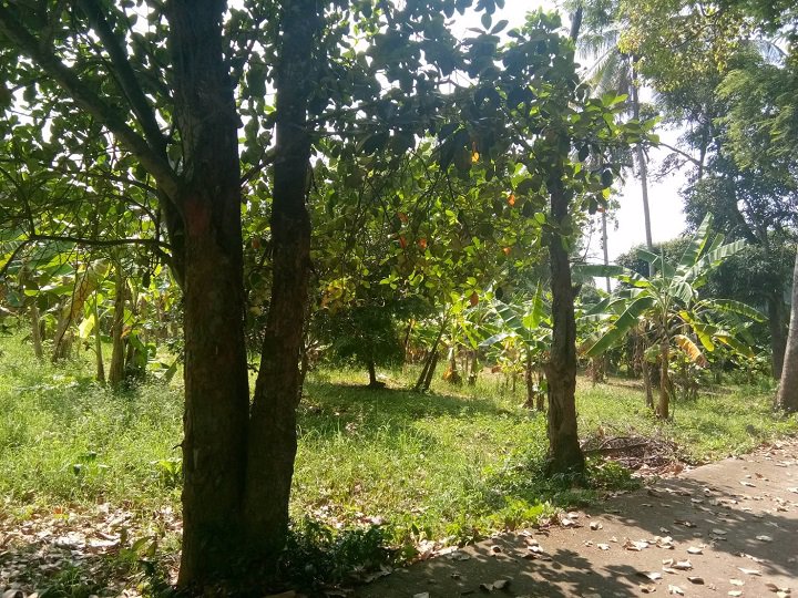 ขายที่ดินห่างจากริมแม่น้ำน่านราว-80-เมตร-อเมือง-จ-พิษณุโลก-ถูกมาก-ต่อรองได้