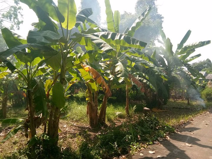 ขายที่ดินห่างจากริมแม่น้ำน่านราว-80-เมตร-อเมือง-จ-พิษณุโลก-ถูกมาก-ต่อรองได้