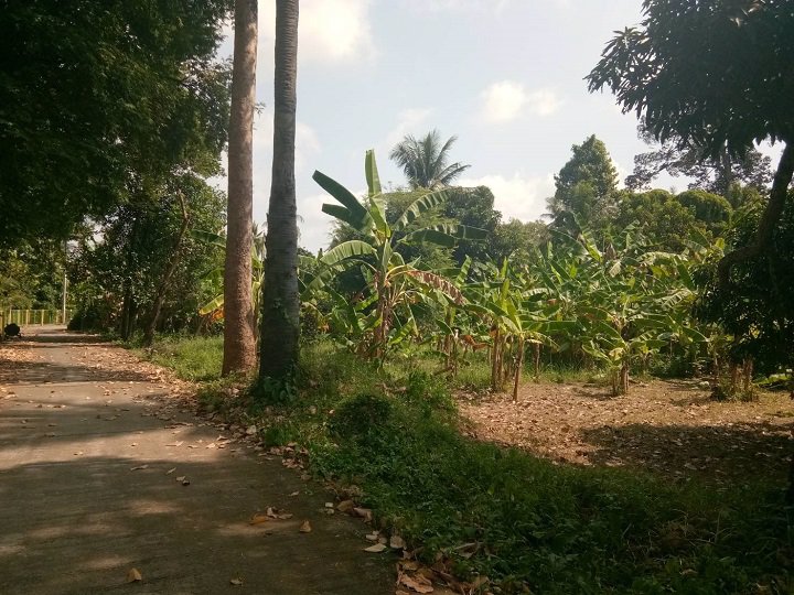 ขายที่ดินห่างจากริมแม่น้ำน่านราว-80-เมตร-อเมือง-จ-พิษณุโลก-ถูกมาก-ต่อรองได้