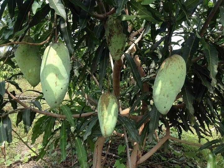 ขายที่ดิน-2-ไร่สวนมะม่วงพร้อมบ้านเดี่ยว-2-ชั้น-สามพราน-นครปฐม