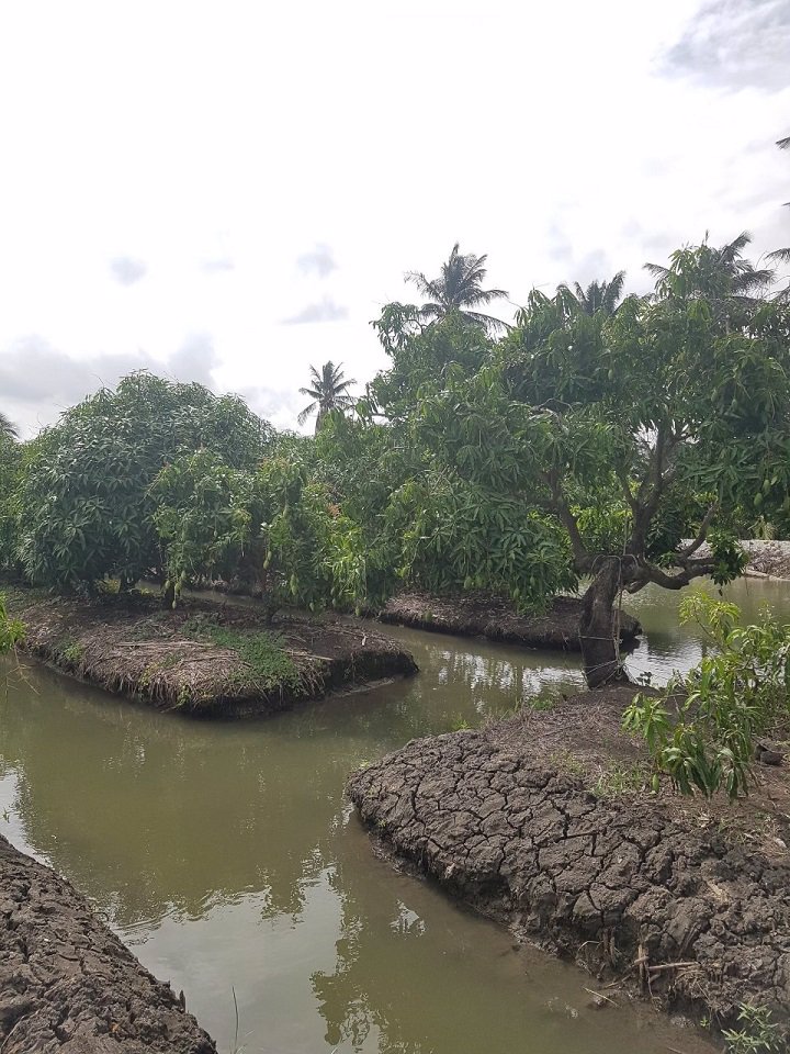 ขายที่ดิน-2-ไร่สวนมะม่วงพร้อมบ้านเดี่ยว-2-ชั้น-สามพราน-นครปฐม