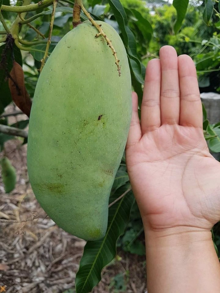 ขายที่ดิน-2-ไร่สวนมะม่วงพร้อมบ้านเดี่ยว-2-ชั้น-สามพราน-นครปฐม