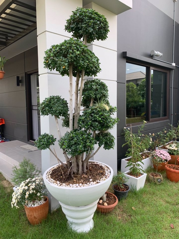 ขาย-ให้เช่า-บ้านเดี่ยว-ม-เซนโทร-บางนา-กม-7-หลังห้างเมกาบางนา-บ้านสภาพใหม่-พร้อมเฟอร์นิเจอร์