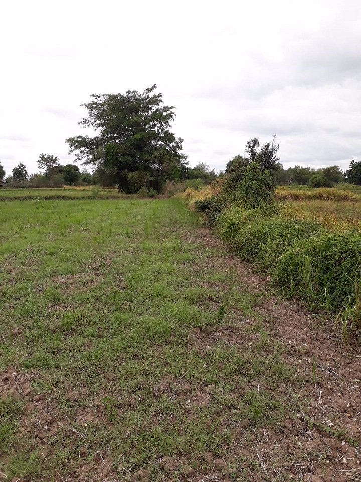 ขายที่ดิน-เนื้อที่-5-ไร่-1-งาน-81-ตรว-ตช่องสามหมอ-อคอนสวรรค์-จชัยภูมิ