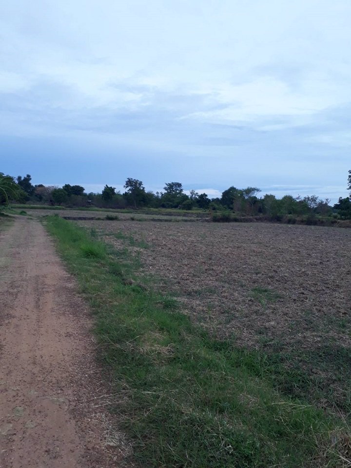 ขายที่ดิน-เนื้อที่-5-ไร่-1-งาน-81-ตรว-ตช่องสามหมอ-อคอนสวรรค์-จชัยภูมิ