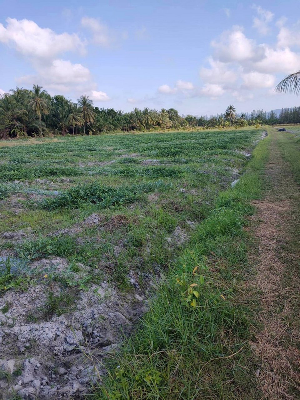 ขายด่วน-ที่ดินจังหวัดตราด-ใกล้แหล่งท่องเที่ยวมากมาย-มีโฉนดค่ะ