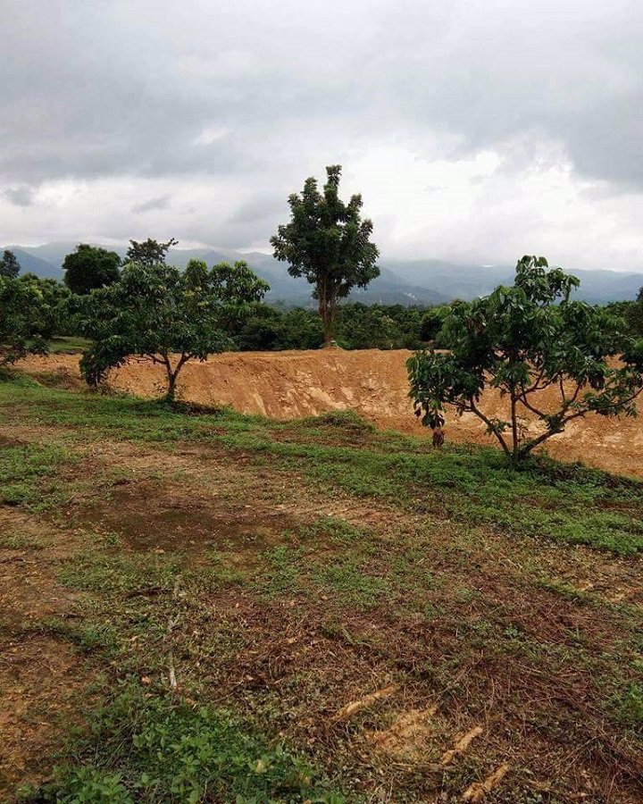 ขายที่ดินสวนลำใย-40-ไร่-หมู่บ้านป่าไผ่-อลี้-จลำพูน