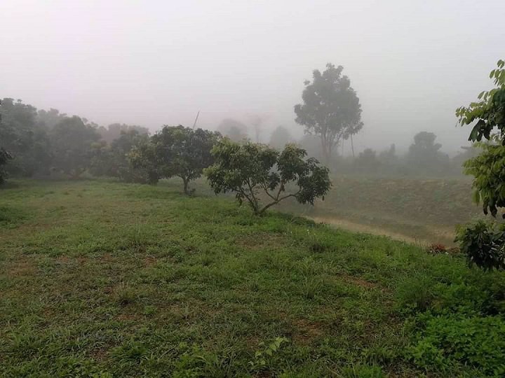 ขายที่ดินสวนลำใย-40-ไร่-หมู่บ้านป่าไผ่-อลี้-จลำพูน