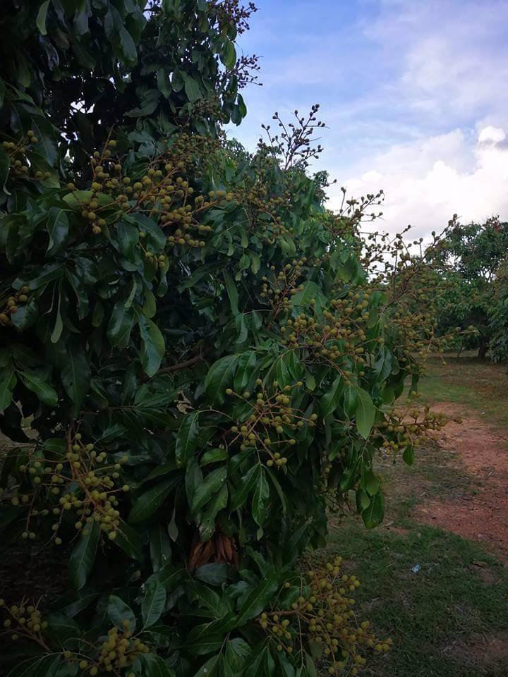 ขายที่ดินสวนลำใย-40-ไร่-หมู่บ้านป่าไผ่-อลี้-จลำพูน