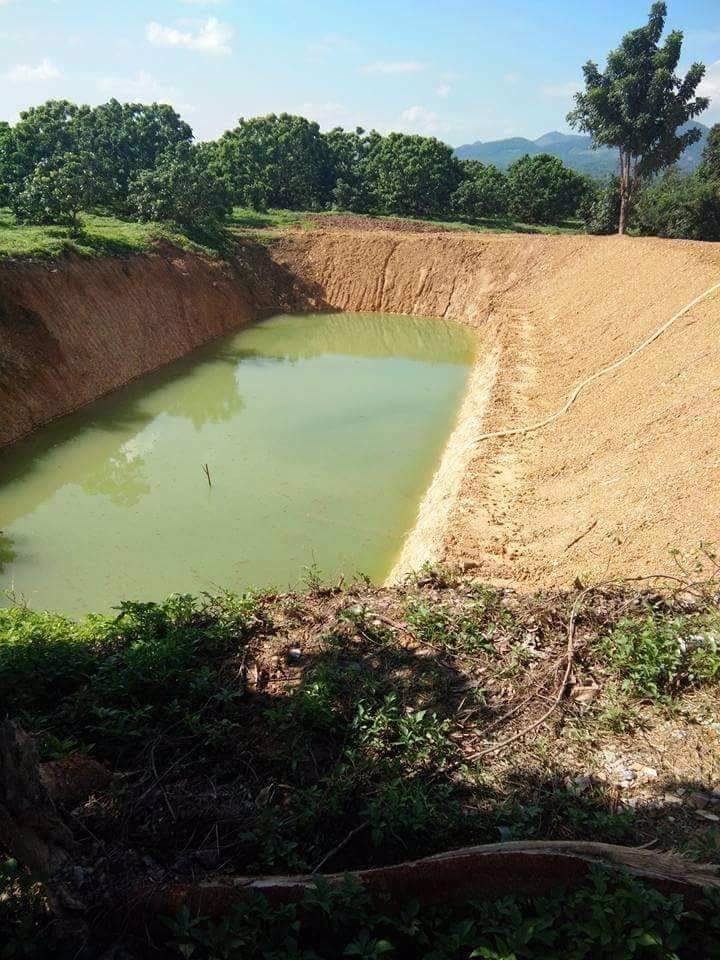 ขายที่ดินสวนลำใย-40-ไร่-หมู่บ้านป่าไผ่-อลี้-จลำพูน