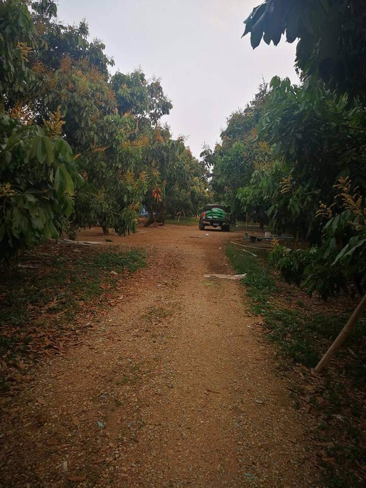 ขายที่ดินสวนลำใย-40-ไร่-หมู่บ้านป่าไผ่-อลี้-จลำพูน