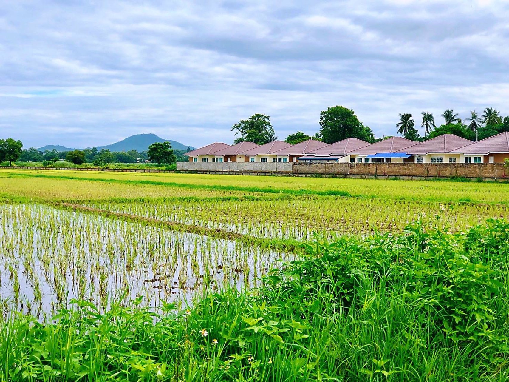 ขายที่ดิน-เนื้อที่-17-ไร่-1-งาน-50-ตารางวา