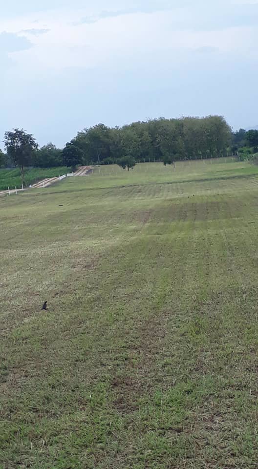 ขายที่ดิน-โฉนดแบ่งขายแปลงละ-1-ไร่-ราคาเริ่มต้นที่-ตารางวาละ-6000-บาท