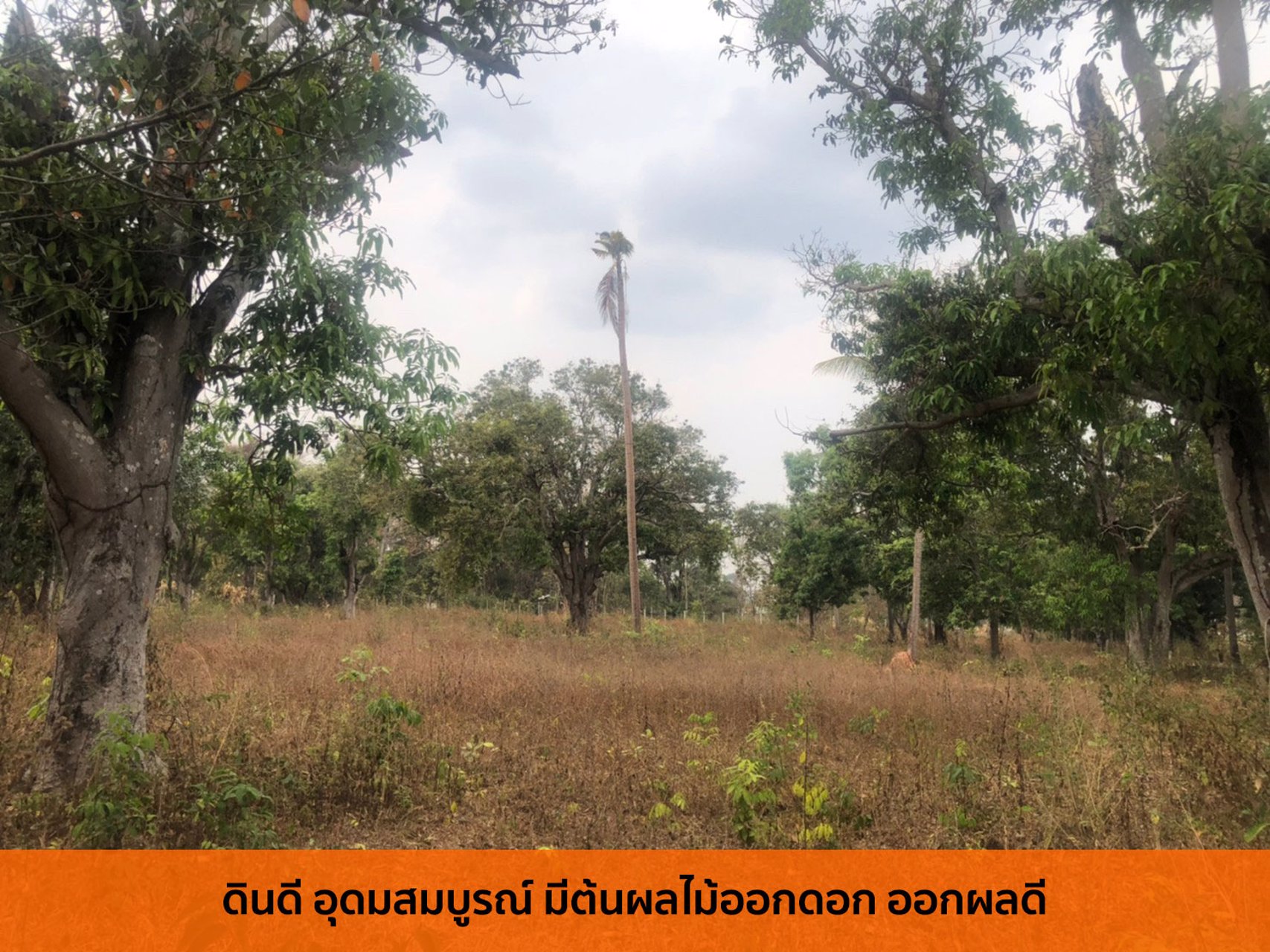 ด่วน-ขายที่ดินอำนาจเจริญ-ติดริมน้ำ-ใจกลางเมือง-เหมาะกับทำบ้านจัดสรร-ที่พัก-ร้านอาหาร-คาเฟ่