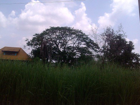 ขาย-ที่ดิน-รังสิต-คลอง-6-2-ไร่-44-ตารางวา-ซอยคลองหกตะวันออก-58-ซอยสราลัย-