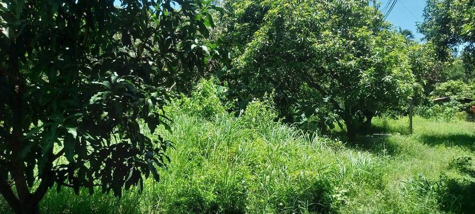 ขายที่สวน-ติดถนน-4เลนส์-บุรีรัมย์-สุรินทร์