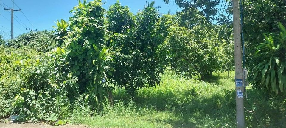 ขายที่สวน-ติดถนน-4เลนส์-บุรีรัมย์-สุรินทร์