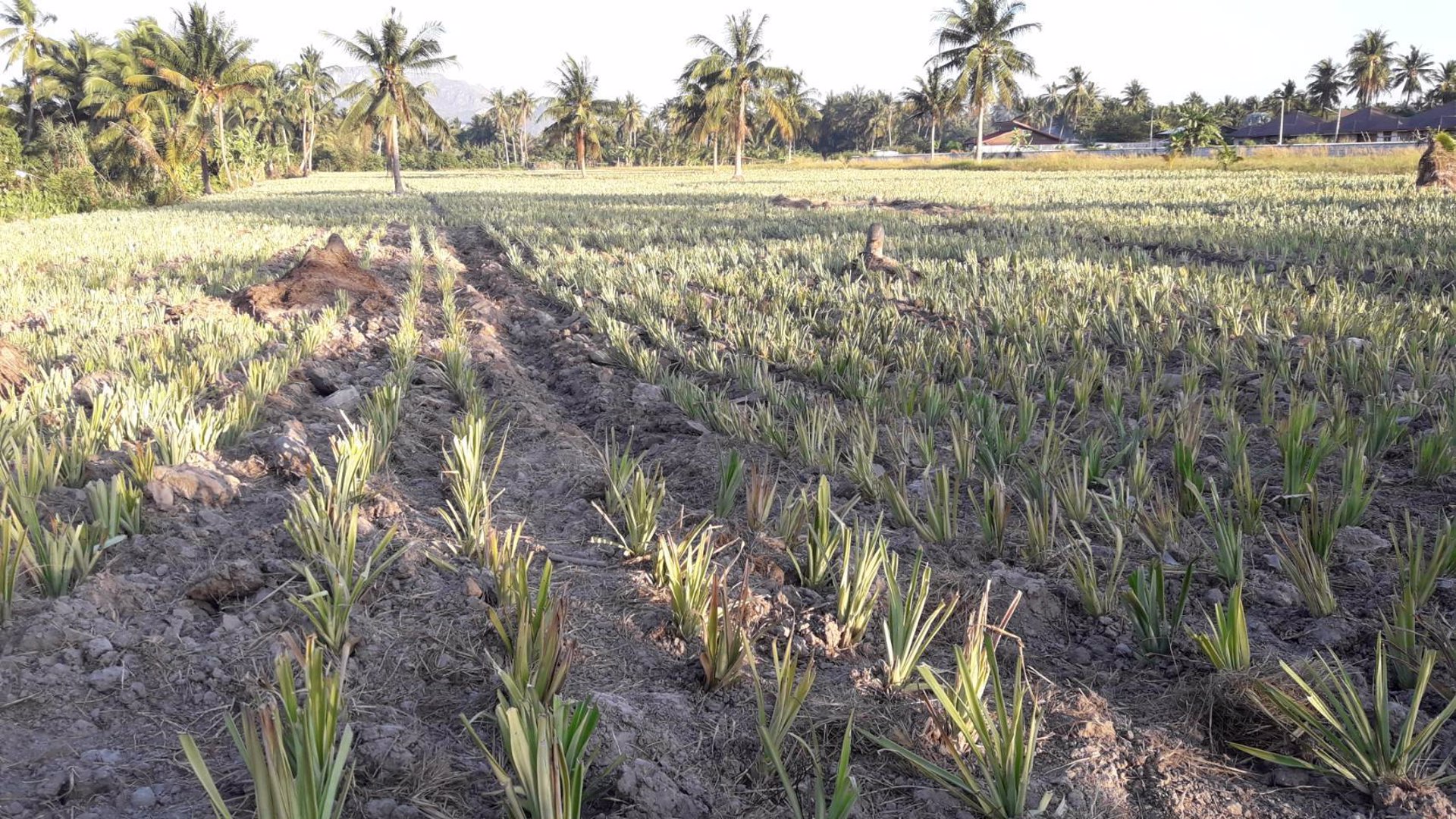 ขายที่ดิน-15-ไร่-ติดถนนเพชรเกษม-ตำบลไร่ใหม่-ประจวบคีรีขันธ์