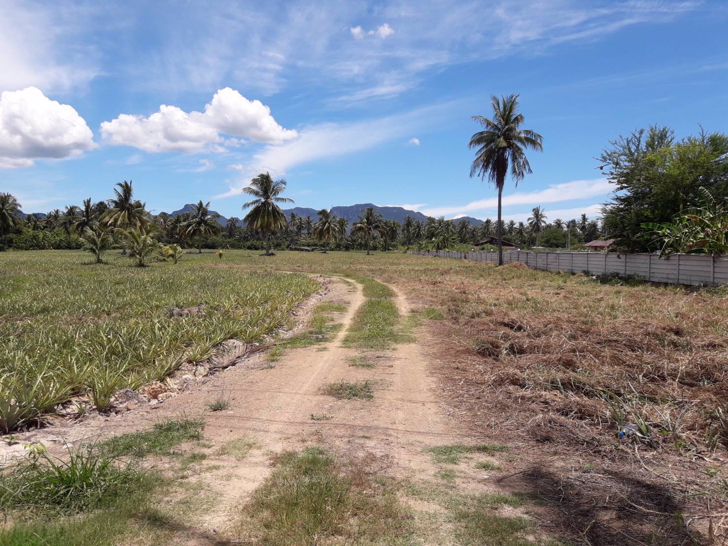 ขายที่ดิน-15-ไร่-ติดถนนเพชรเกษม-ตำบลไร่ใหม่-ประจวบคีรีขันธ์