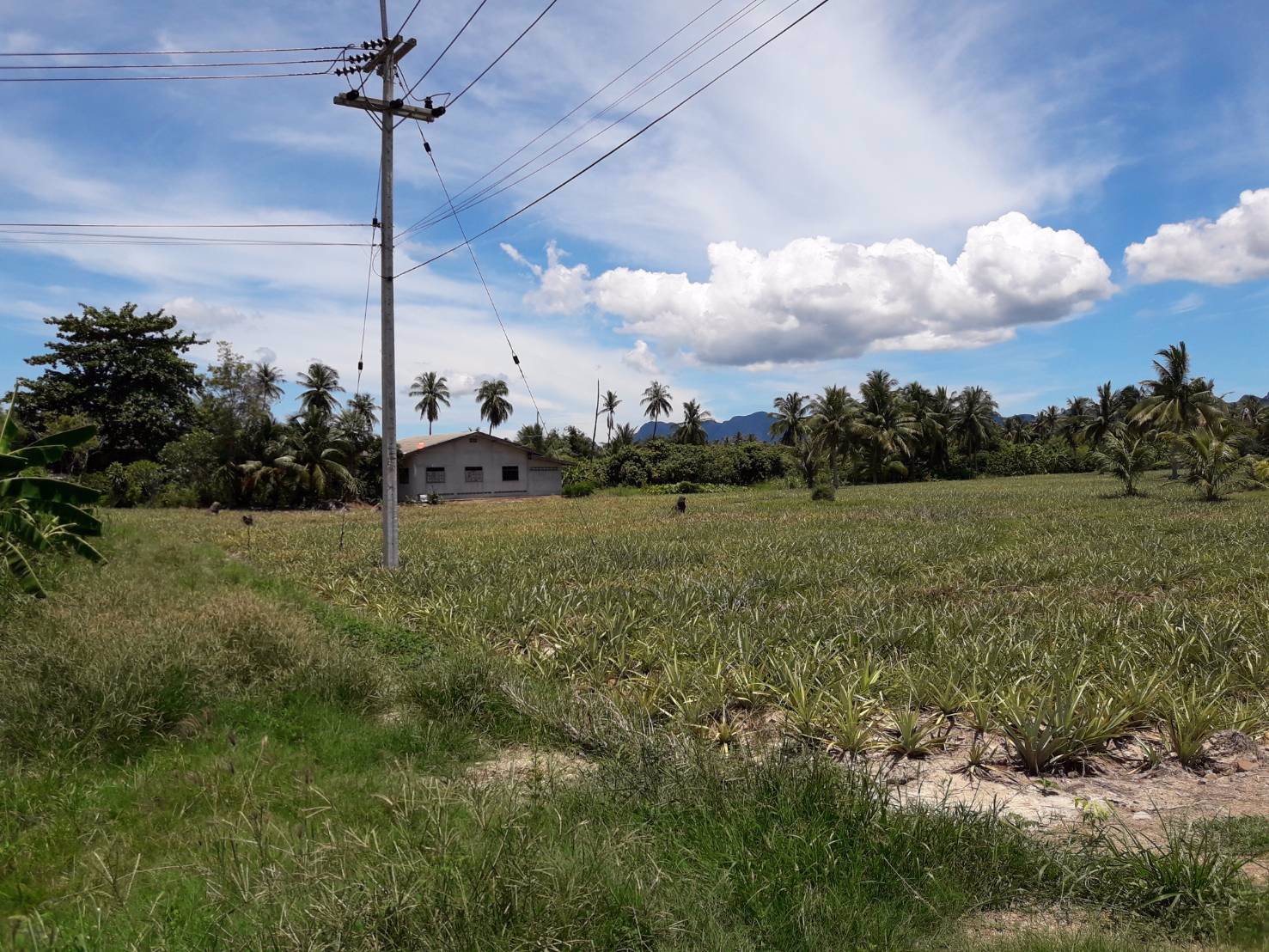 ขายที่ดิน-15-ไร่-ติดถนนเพชรเกษม-ตำบลไร่ใหม่-ประจวบคีรีขันธ์