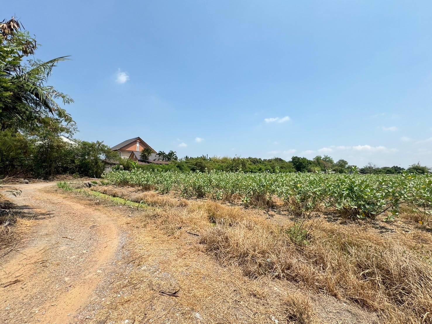 ขายที่เปล่าติดถนนดอนไก่ดีที่เปล่ากระทุ่มแบน-สมุทรสาคร