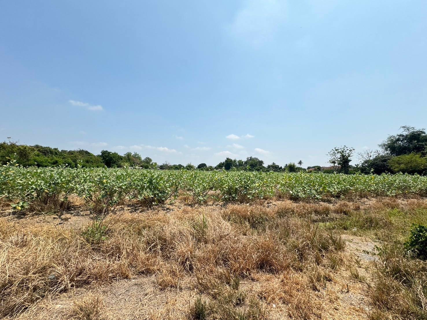 ขายที่เปล่าติดถนนดอนไก่ดีที่เปล่ากระทุ่มแบน-สมุทรสาคร