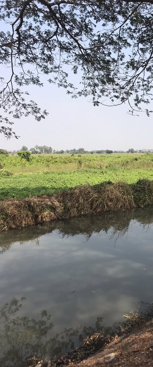 ขาย-ที่ดินเปล่า-29ไร่-ถนนราชพฤกษ์-ปทุมธานี