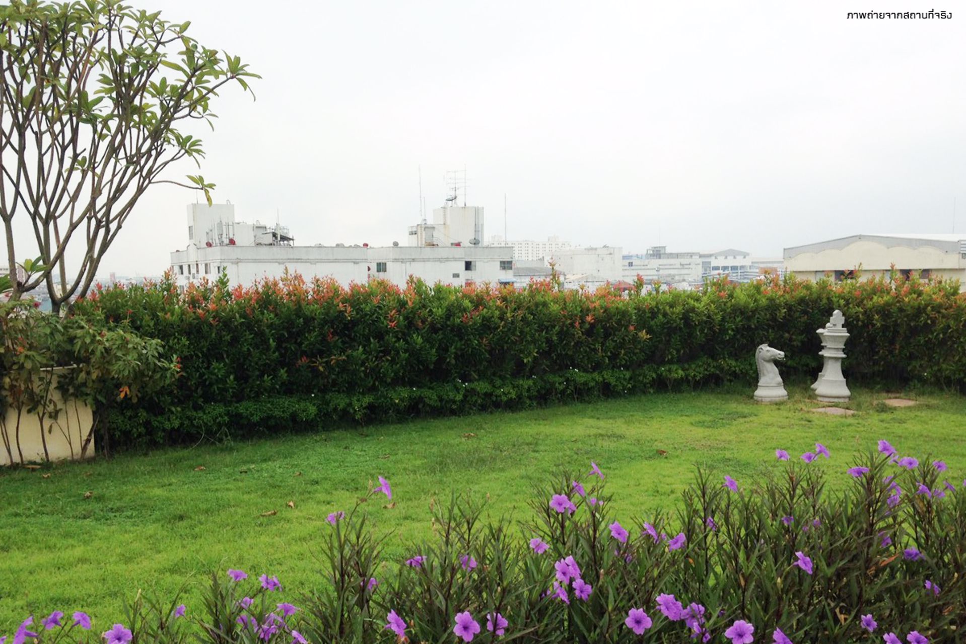 ขายขาดทุน-condo-sense-of-london-สุขุมวิท-109-ใกล้-bts-แบริ่ง-14-ล้านบาท-