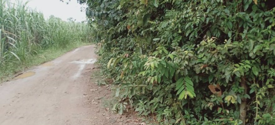 ขายบ้านพร้อมที่ดิน11ไร่-5ตรว-แบ่งขาย-2ไร่-ราคา990000บาท