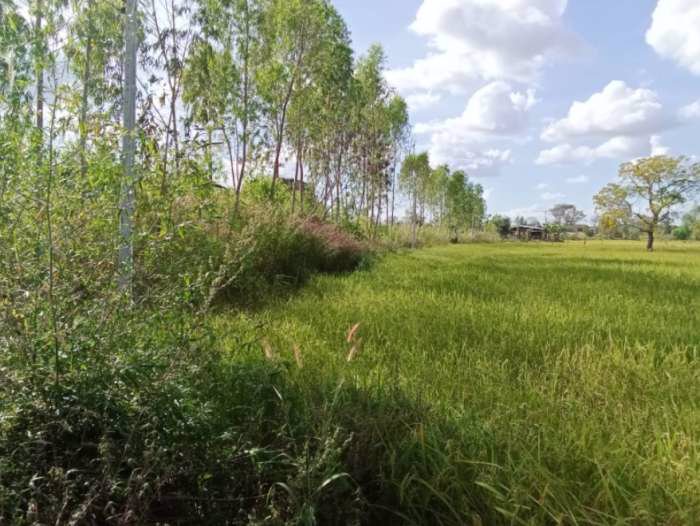 ด่วนลดราคา-ขายที่ดินสวยเหมาะทำโคกหนองนา-อเมือง-จร้อยเอ็ด