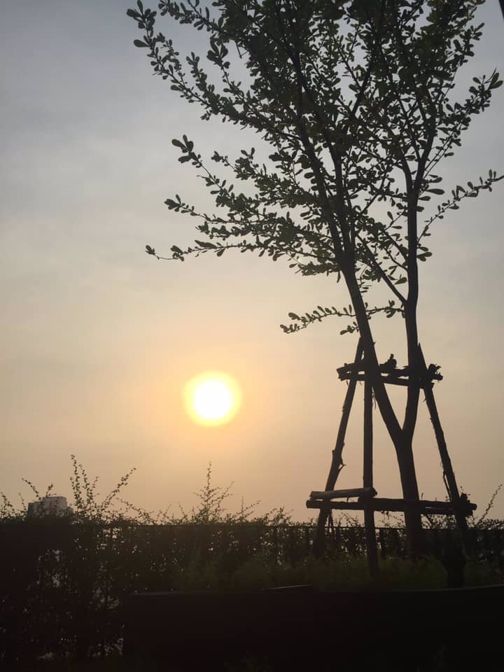 4439-ให้เช่า-ideo-q-จุฬาชั้น-19-ตึกn-วิวสระ-22-ตรม