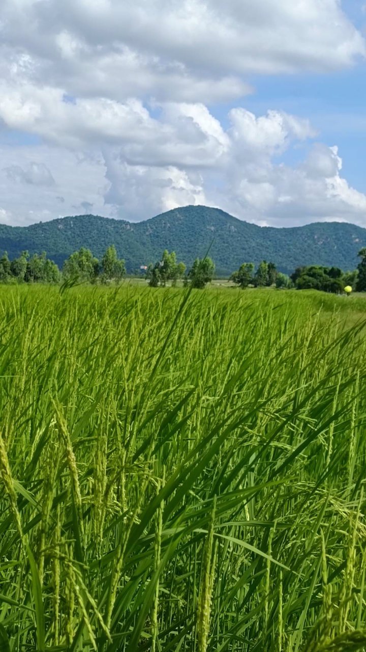 ด่วน-ที่ดิน1-ไร่-วิวเขา-สวยมากๆ-ติดอู่ทองสุพรรณบุรี