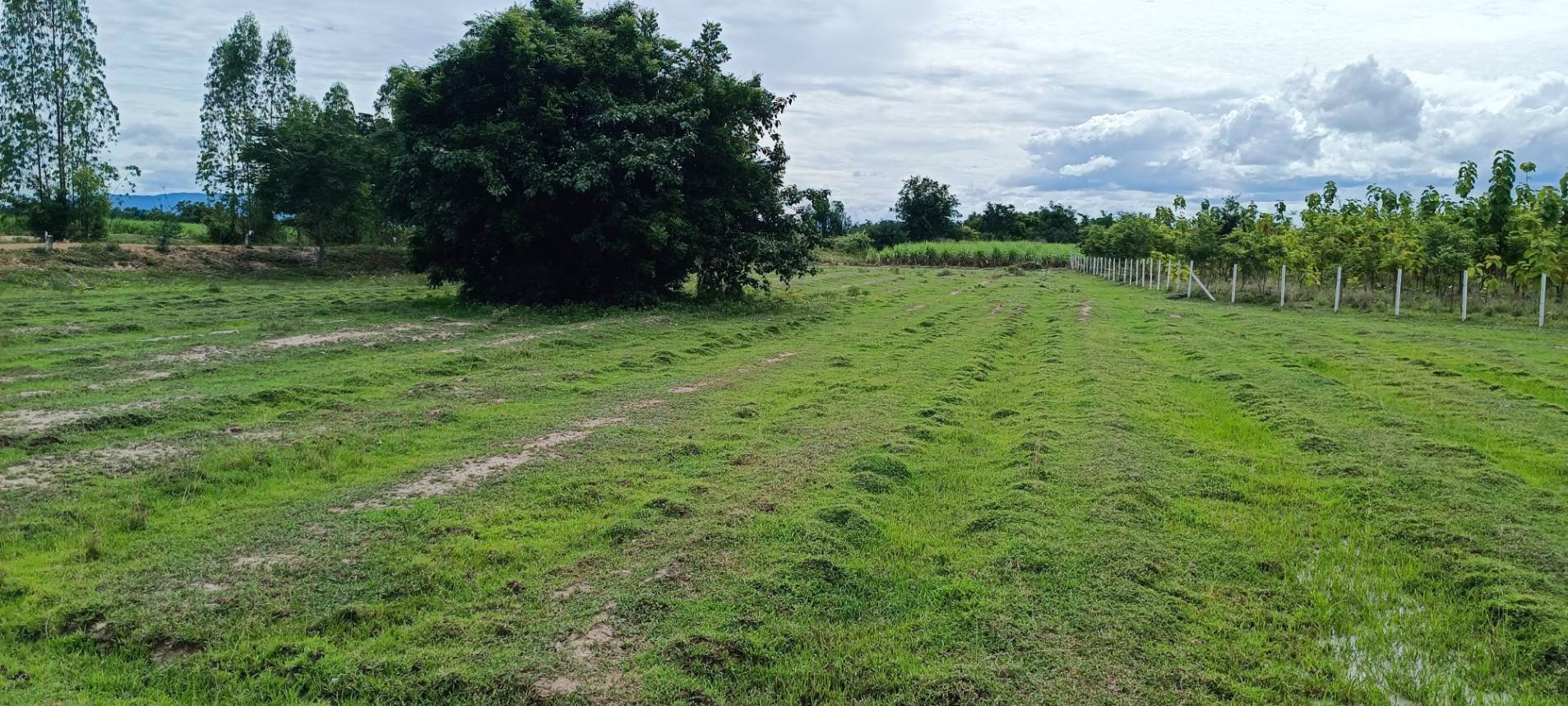 ที่สวย-ติดฝายน้ำล้น-เนื้อที่-2-ไร่-ด่วนไร่ละ-229990-บาท