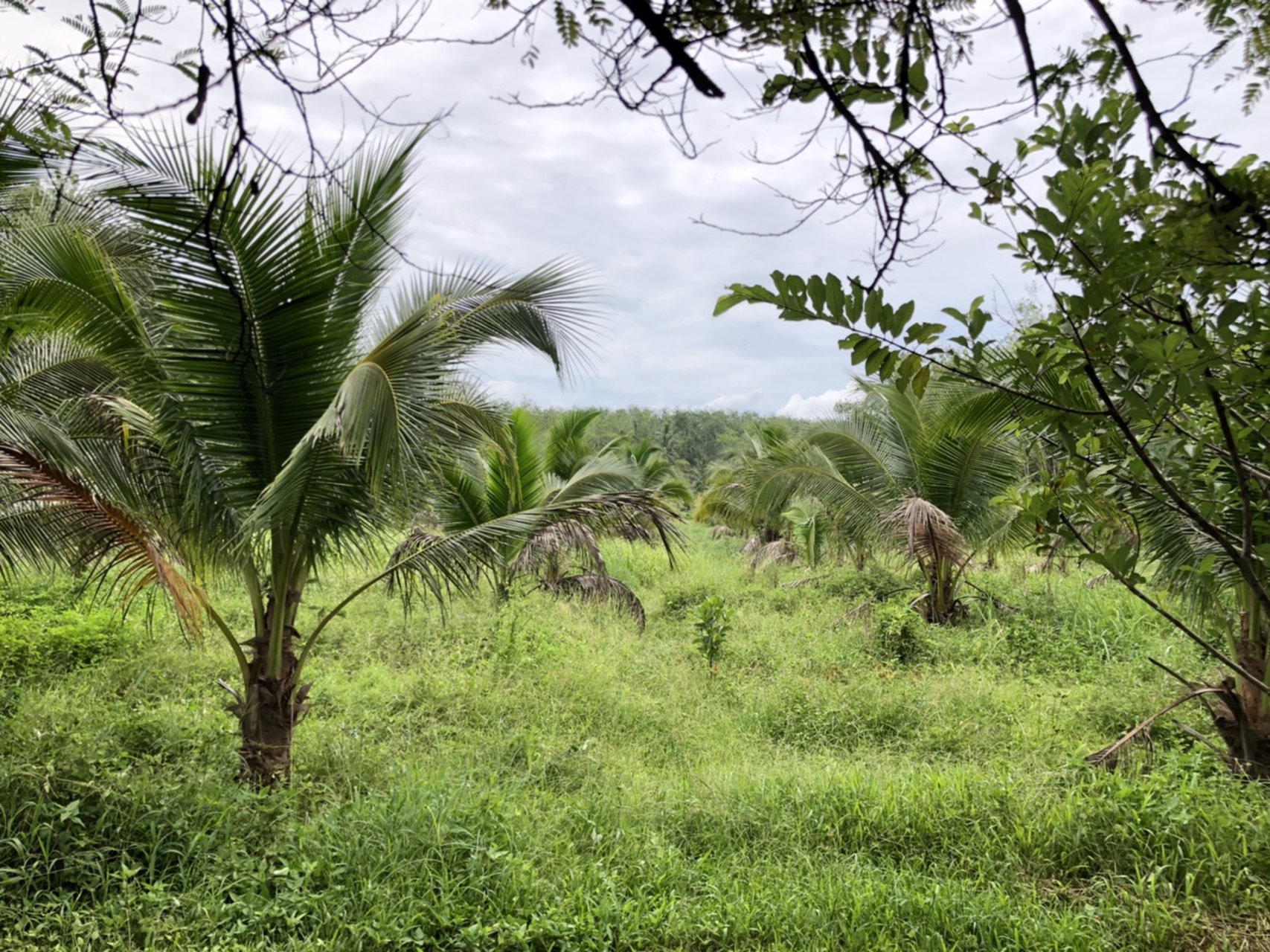 ขายที่ดินพร้อมมะพร้าวน้ำหอมและบ้าน-1-หลัง-เนื้อที่ทั้งหมด-145-ไร่