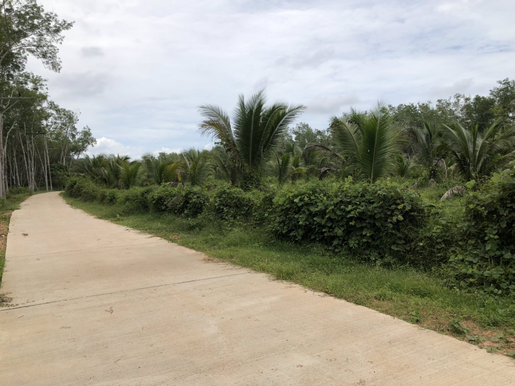 ขายที่ดินพร้อมมะพร้าวน้ำหอมและบ้าน-1-หลัง-เนื้อที่ทั้งหมด-145-ไร่