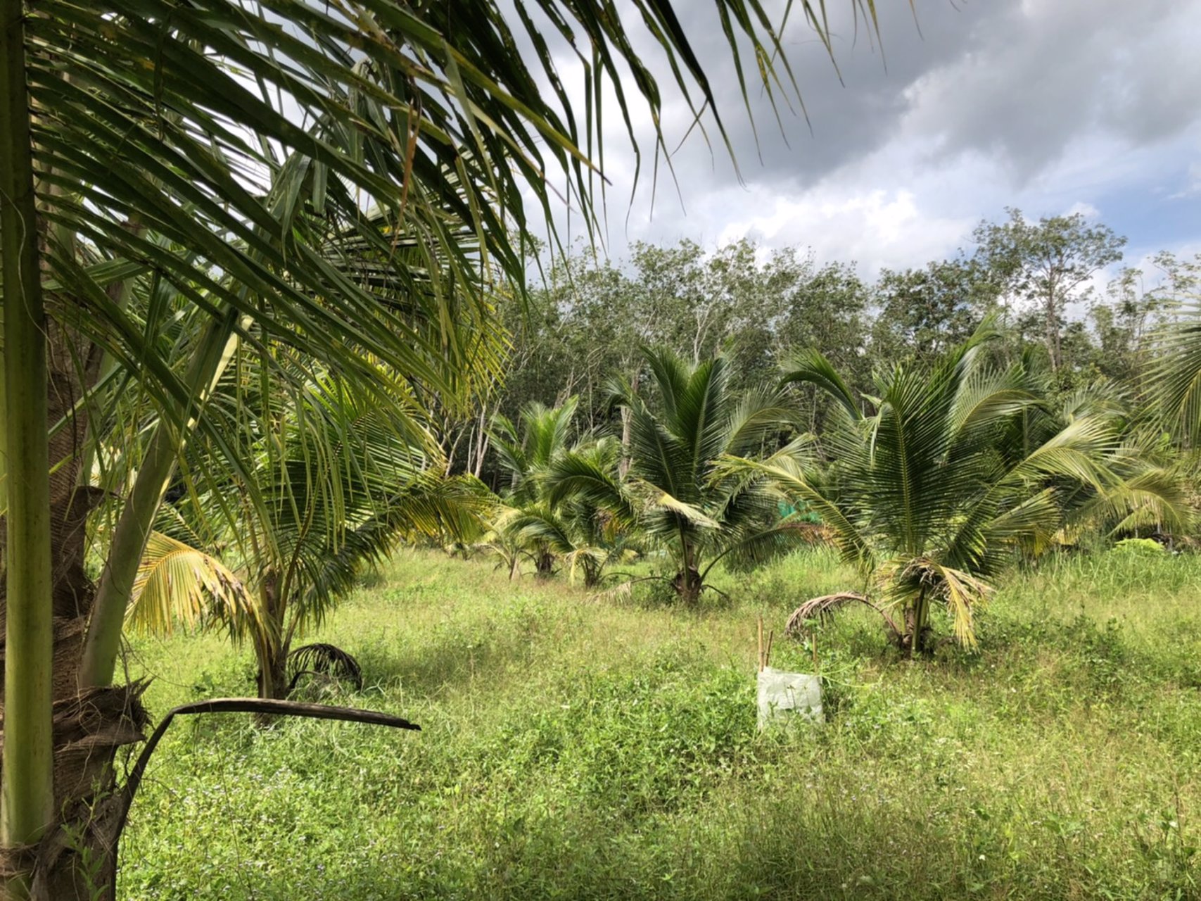 ขายที่ดินพร้อมมะพร้าวน้ำหอมและบ้าน-1-หลัง-เนื้อที่ทั้งหมด-145-ไร่