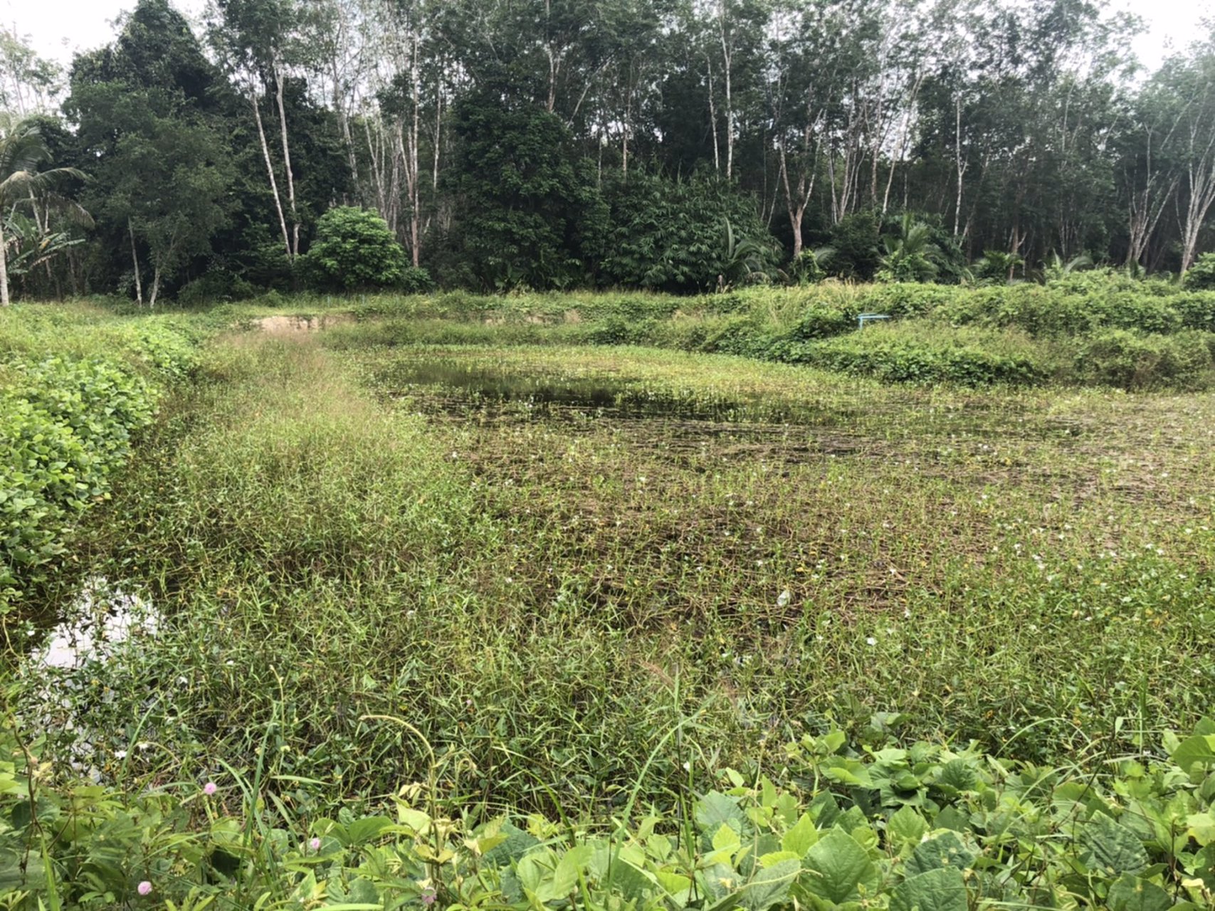 ขายที่ดินพร้อมมะพร้าวน้ำหอมและบ้าน-1-หลัง-เนื้อที่ทั้งหมด-145-ไร่