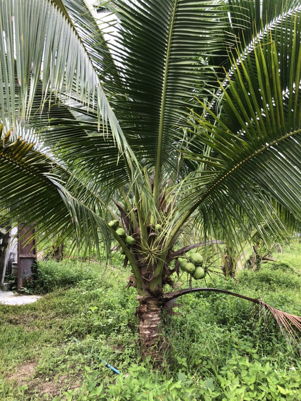 ขายที่ดินพร้อมมะพร้าวน้ำหอมและบ้าน-1-หลัง-เนื้อที่ทั้งหมด-145-ไร่