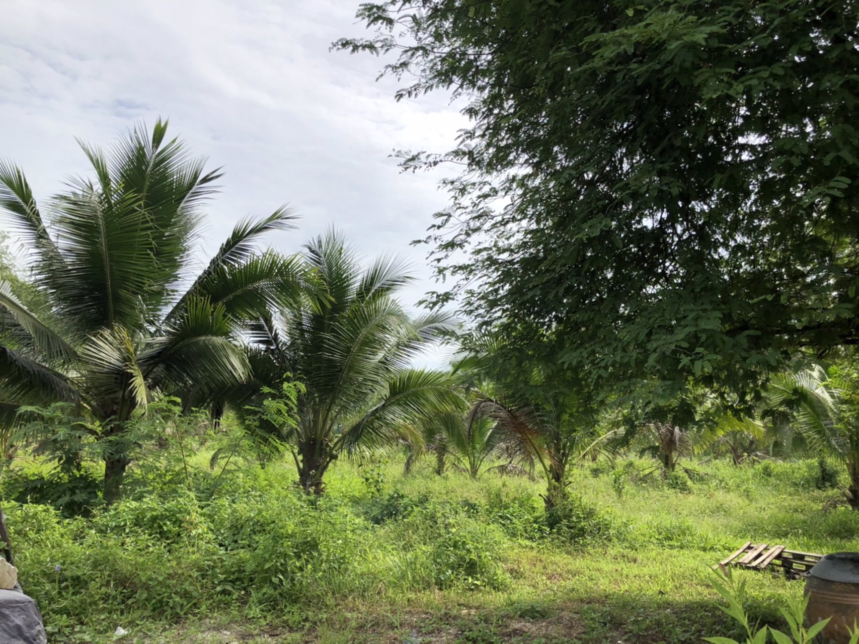 ขายที่ดินพร้อมมะพร้าวน้ำหอมและบ้าน-1-หลัง-เนื้อที่ทั้งหมด-145-ไร่