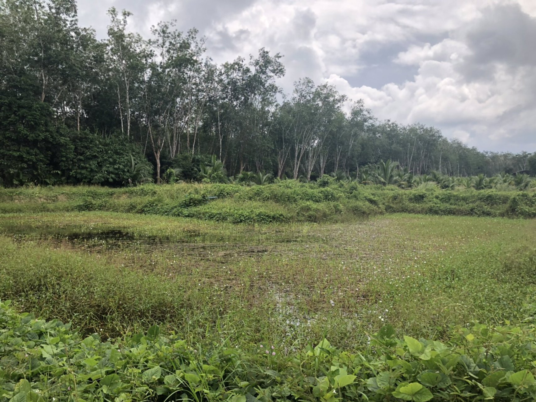 ขายที่ดินพร้อมมะพร้าวน้ำหอมและบ้าน-1-หลัง-เนื้อที่ทั้งหมด-145-ไร่