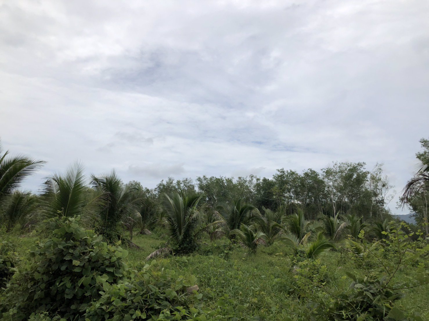 ขายที่ดินพร้อมมะพร้าวน้ำหอมและบ้าน-1-หลัง-เนื้อที่ทั้งหมด-145-ไร่