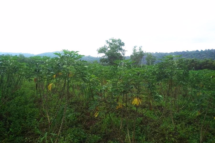 ขายที่ดิน-5-ไร่-ติดนิคมอุตสาหกรรม-หนองใหญ่-จชลบุรี