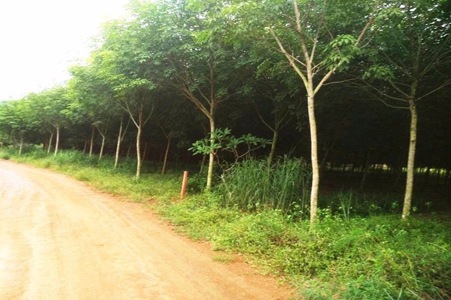 ขายที่ดิน-5-ไร่-ติดนิคมอุตสาหกรรม-หนองใหญ่-จชลบุรี