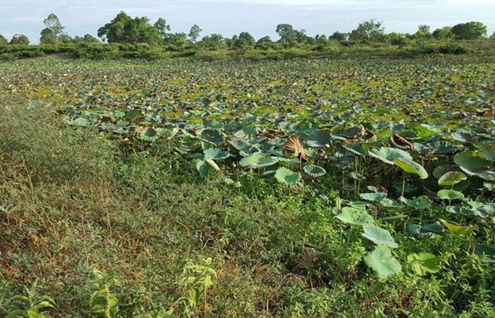 ขายที่ดิน-5-ไร่-อำเภอกันทรวิชัย-จ-มหาสารคาม