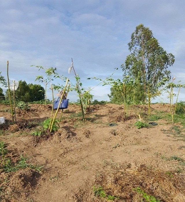 ขายที่ดิน-5-ไร่-อำเภอกันทรวิชัย-จ-มหาสารคาม