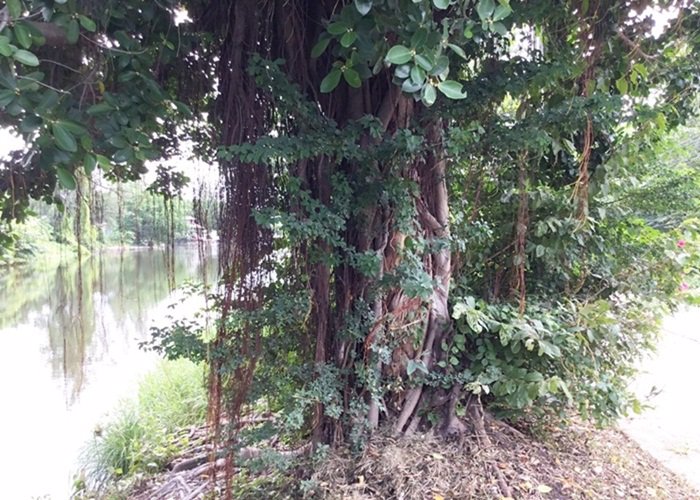 ขายที่ดินแปลงสวย-1-ไร่-พัฒนาการ-69-แยก-11