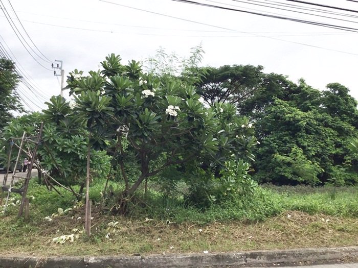 ขายที่ดินแปลงสวย-1-ไร่-พัฒนาการ-69-แยก-11