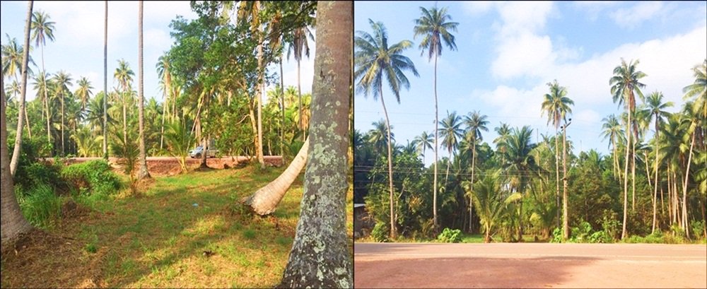 ขายที่ดินติดทะเล-มีถนนผ่ากลาง-หลังสวน-จ-ชุมพร