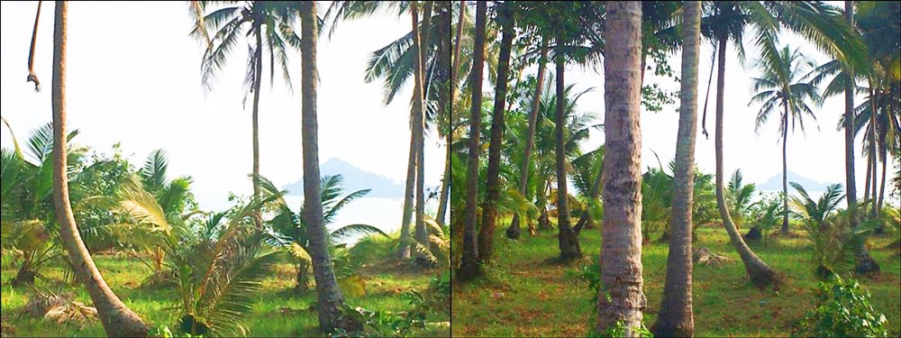 ขายที่ดินติดทะเล-มีถนนผ่ากลาง-หลังสวน-จ-ชุมพร