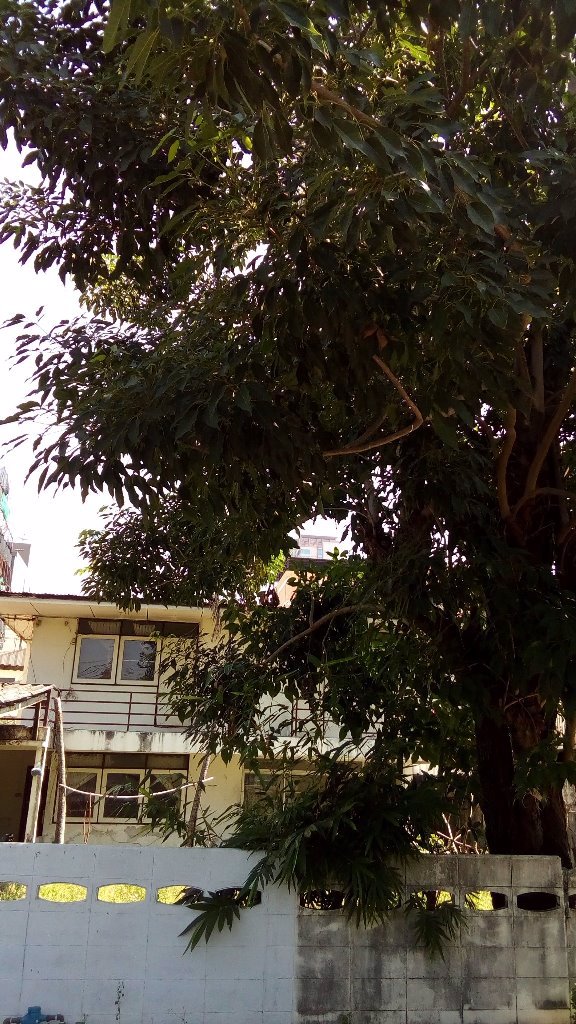 ทำเลดีมากๆขั้นเทพ-ขายที่ดินสร้างบ้านใหม่ใกล้เดอะมอลล์บางกะปิ-ใกล้มรามคำแหง-รถไฟฟ้าผ่าน-2-สายหน้า